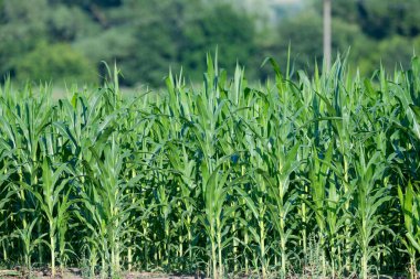 Tarlada yetişen yeşil mısır