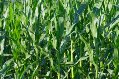 Tarlada yetişen yeşil mısır