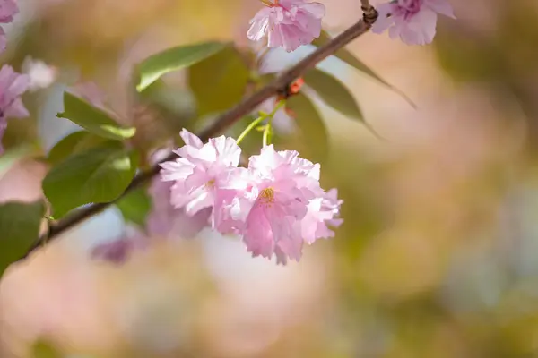 Árvore Sakura Florescendo Com Flores Rosa Primavera — Fotografia de Stock