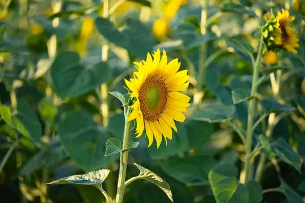 Sunflower Growing Field Sunny Day Royalty Free Stock Images