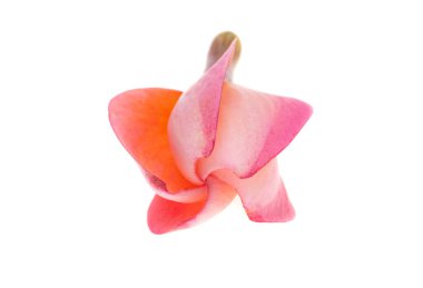 Frangipani otu beyaz arkaplanda izole edilmiş