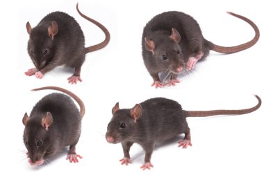 Fare beyaz arkaplanda izole edildi