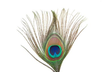 Tavuskuşu tüyü beyaz arkaplanda izole edildi