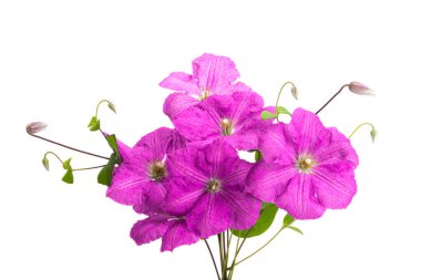 Beyaz arka plan üzerinde izole akasma çiçekler