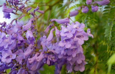 Ağaçta mor jakaranda çiçekleri