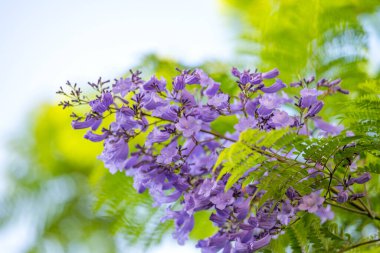 Ağaçta mor jakaranda çiçekleri