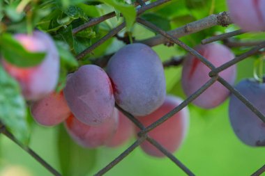 Ağaçta yetişen erik.