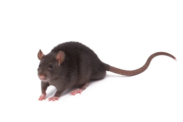 Rat Isolé Sur Fond Blanc — Photo