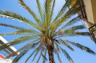 Mavi gökyüzüne karşı palmiye ağacı