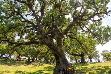 Madeira adasındaki eski defne ağaçları