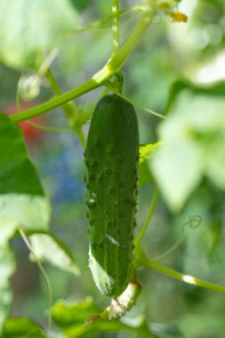 Çiftlikte salatalıklar yetişiyor.