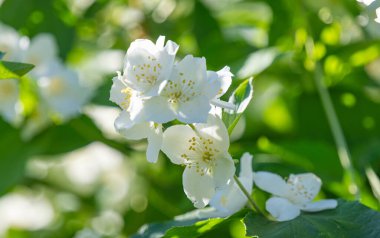 İlkbaharda açan yasemin çiçekleri