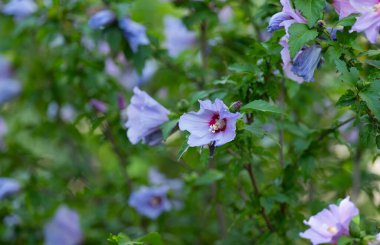 Çiçekli leylak amblemi. Yaklaş.