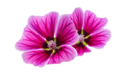 Beyaz arkaplanda izole ahşap mallow