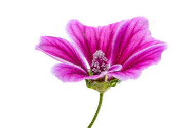 Beyaz arkaplanda izole ahşap mallow