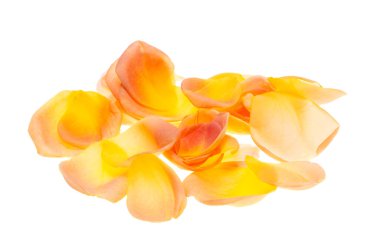 Beyaz arka plan üzerinde izole Sarı gül yaprakları