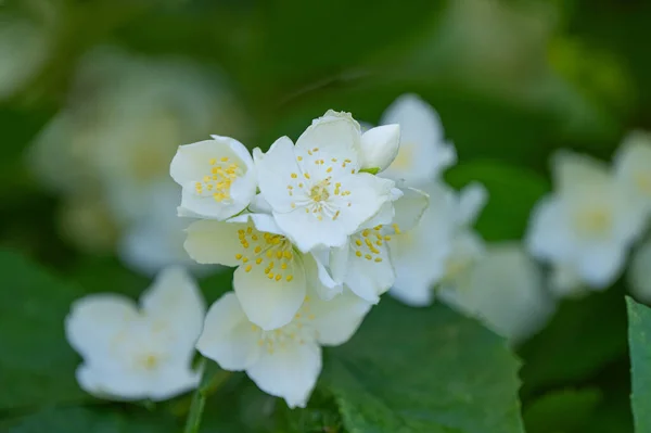 Jasmiinin Kukat Kukkivat Keväällä — kuvapankkivalokuva