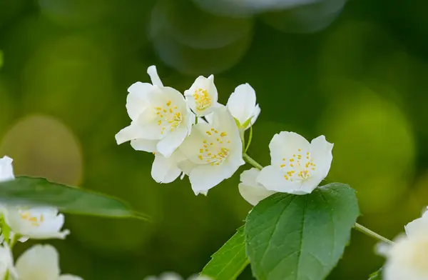 Jasmine Flowers Blooming Spring — Stock Photo, Image