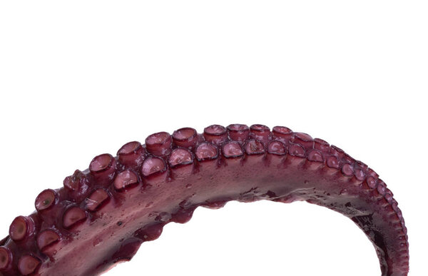 octopus tentacles isolated on white background