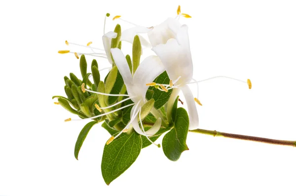 Flor Madressilva Isolada Fundo Branco — Fotografia de Stock