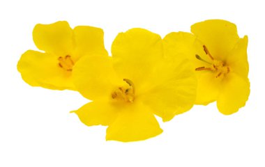 Sarı mullein sarı çiçek beyaz arka planda izole