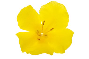 Sarı mullein sarı çiçek beyaz arka planda izole