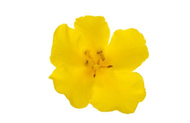 Sarı mullein sarı çiçek beyaz arka planda izole