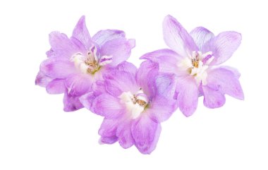 Beyaz arka plan üzerinde izole delphinium çiçekler