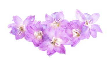 Beyaz arka plan üzerinde izole delphinium çiçekler