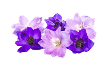 Beyaz arka plan üzerinde izole delphinium çiçekler