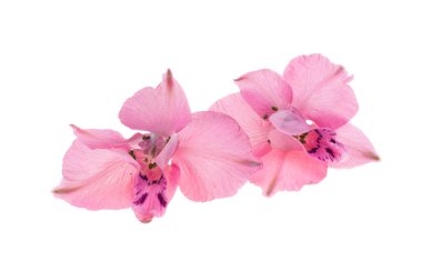 beyaz arkaplanda izole edilmiş delinyum çiçeği