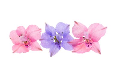 beyaz arkaplanda izole edilmiş delinyum çiçeği