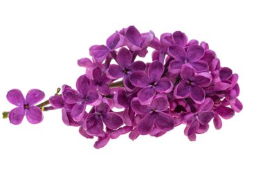 Beyaz arkaplanda yalıtılmış leylak çiçekleri