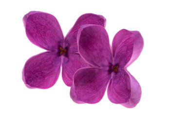 Beyaz arkaplanda yalıtılmış leylak çiçekleri