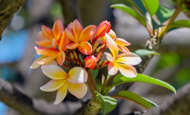 Güneşli bir günde ağaçta Frangipani çiçekleri