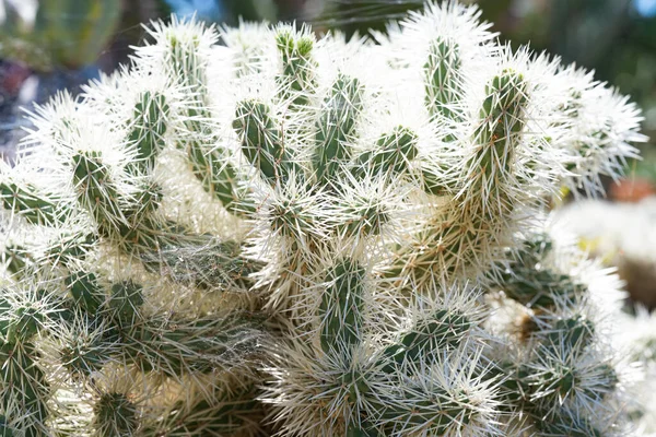 Cylindropuntia Prickly Close Μακροεντολή — Φωτογραφία Αρχείου
