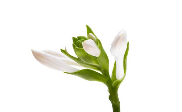 Hosta Virágok Elszigetelt Fehér Háttér — Stock Fotó