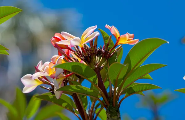 Güneşli bir günde ağaçta Frangipani çiçekleri