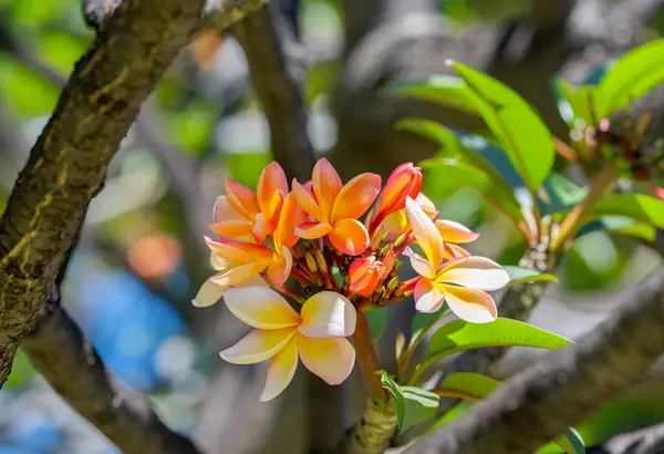 Frangipani Blüht Einem Sonnigen Tag Auf Einem Baum — Stockfoto