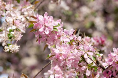 çiçek açan pembe elma ağacının bahar arkaplanı