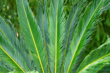 Bisiklet yapraklarının yeşil arkaplanı