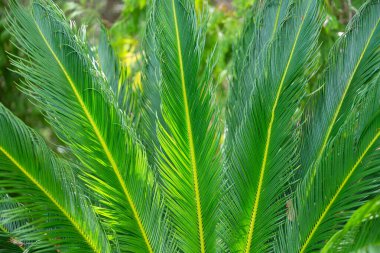Bisiklet yapraklarının yeşil arkaplanı