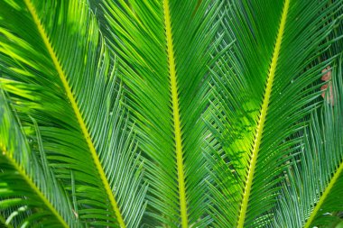 Bisiklet yapraklarının yeşil arkaplanı