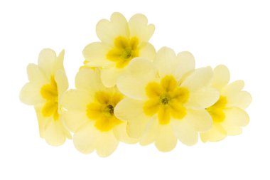Beyaz arkaplanda izole edilmiş sarı çuha çiçeği