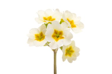 Beyaz arkaplanda izole edilmiş sarı çuha çiçeği