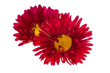 Beyaz arkaplanda kırmızı paskalya çiçeği izole