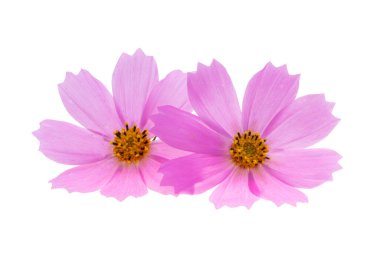Beyaz arka plan üzerinde izole Cosmea çiçek