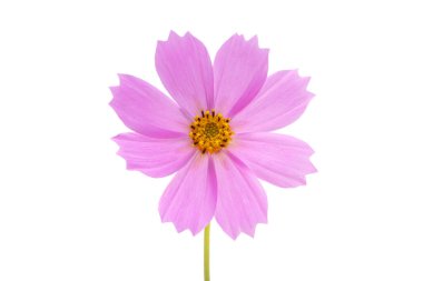 Beyaz arka plan üzerinde izole Cosmea çiçek