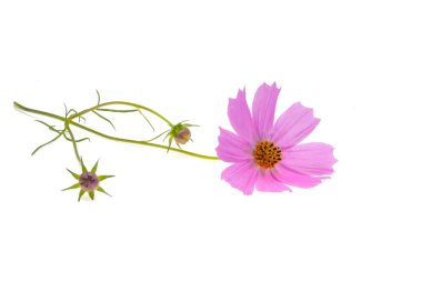 Beyaz arka plan üzerinde izole Cosmea çiçek