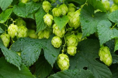 arka planı yeşil hop koniler